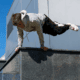 Aerial Yoga